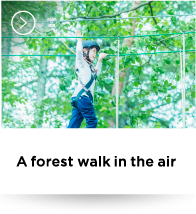 A forest walk in the air