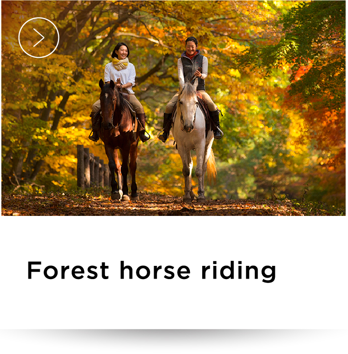 Forest horse riding